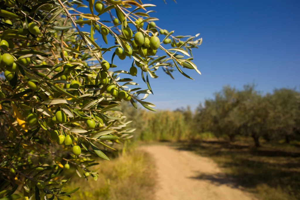 Qué es el cultivo ecológico del olivo VeraOliva