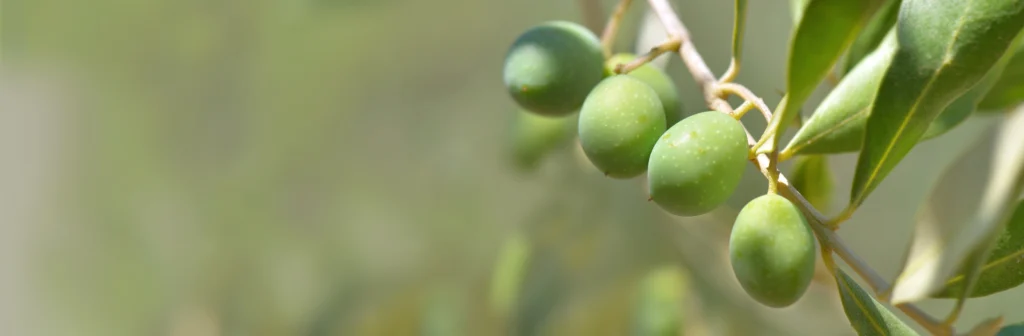 VeraOliva Comprometidos con la Tierra VeraOliva