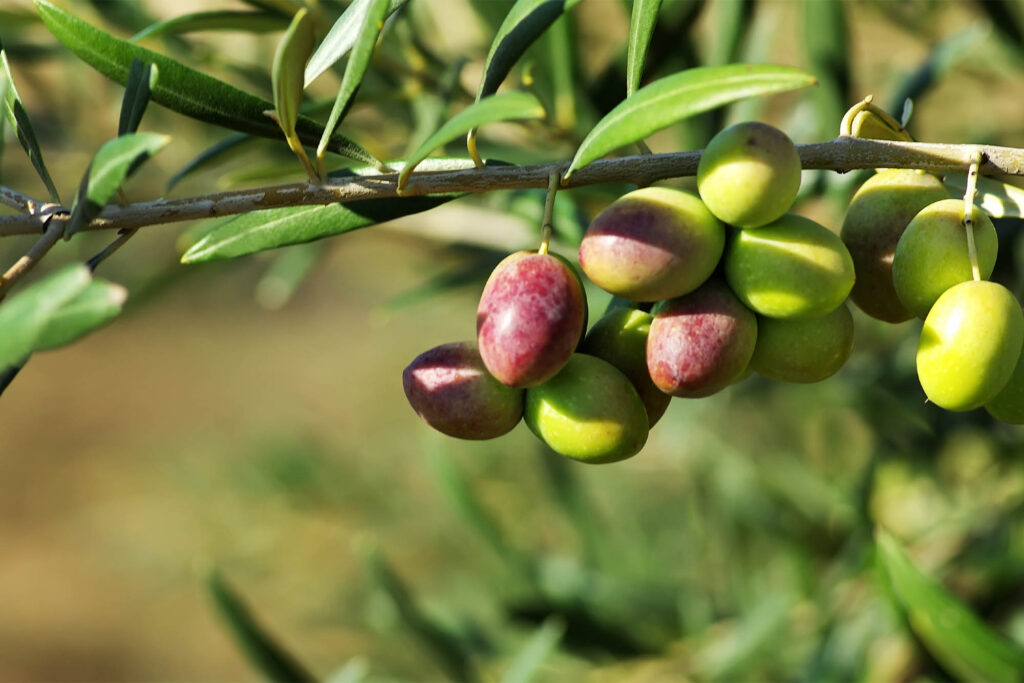 Aceite de Oliva Virgen Extra